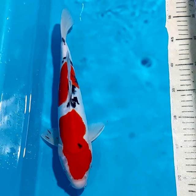 SANKE DOITSU 32 CM