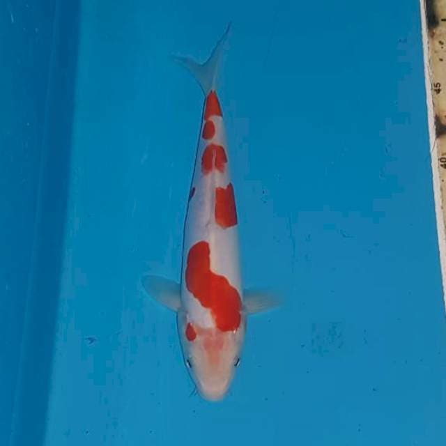 Kohaku doitsu