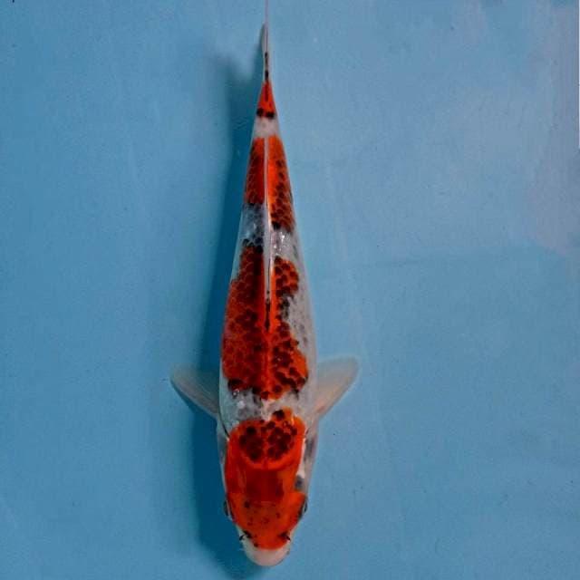 Goshiki, 23 cm
