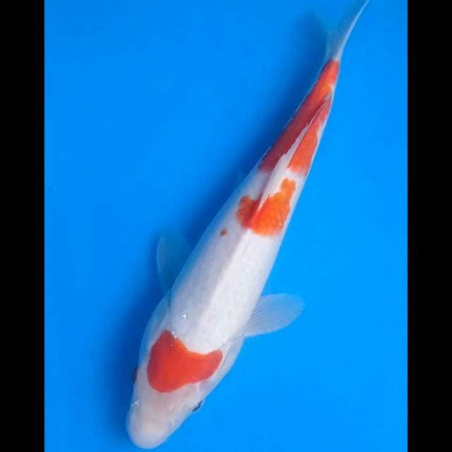 Maruten Kohaku 31cm