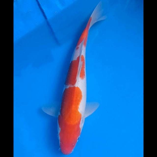Menkaburi Kohaku strong