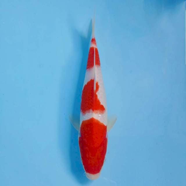 Kohaku, 22 cm