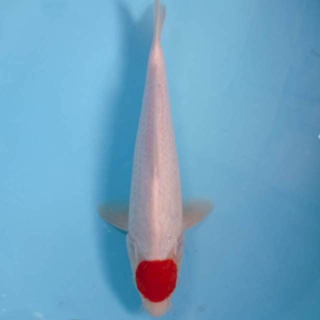 Tancho kohaku, 29 cm