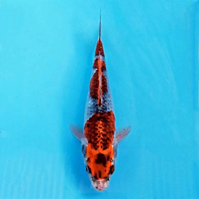 Goshiki, 20 cm