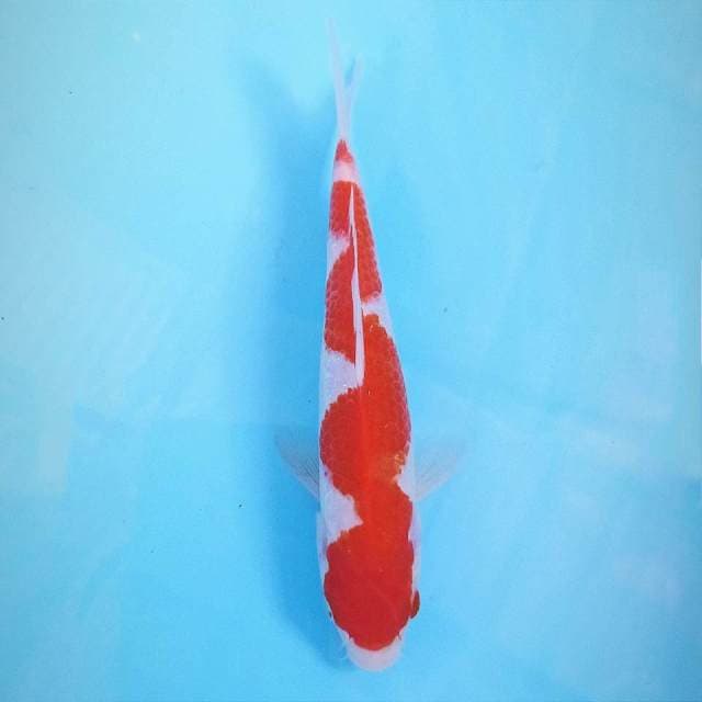 Kohaku "inazuma", 18 cm