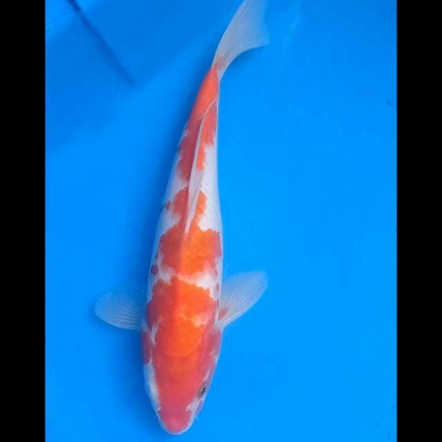 Menkaburi kohaku
