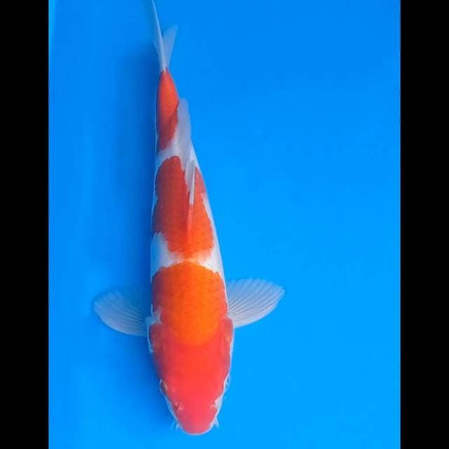 Kohaku