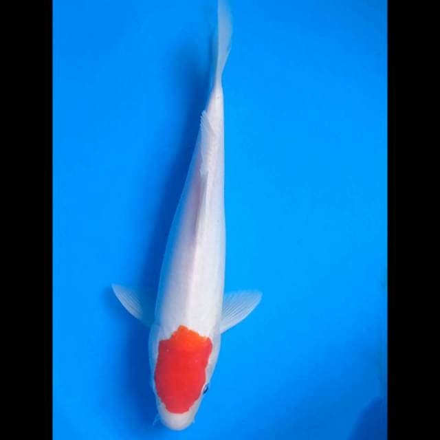 Tancho kohaku Ori