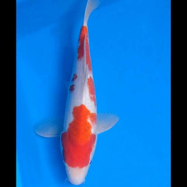 Kohaku 