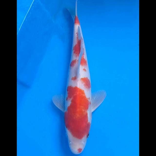 Kohaku