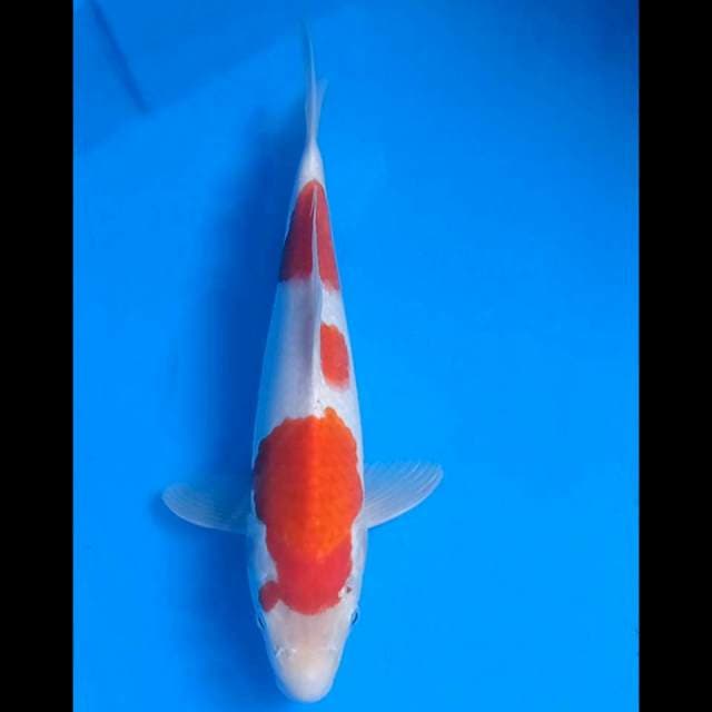 Kohaku