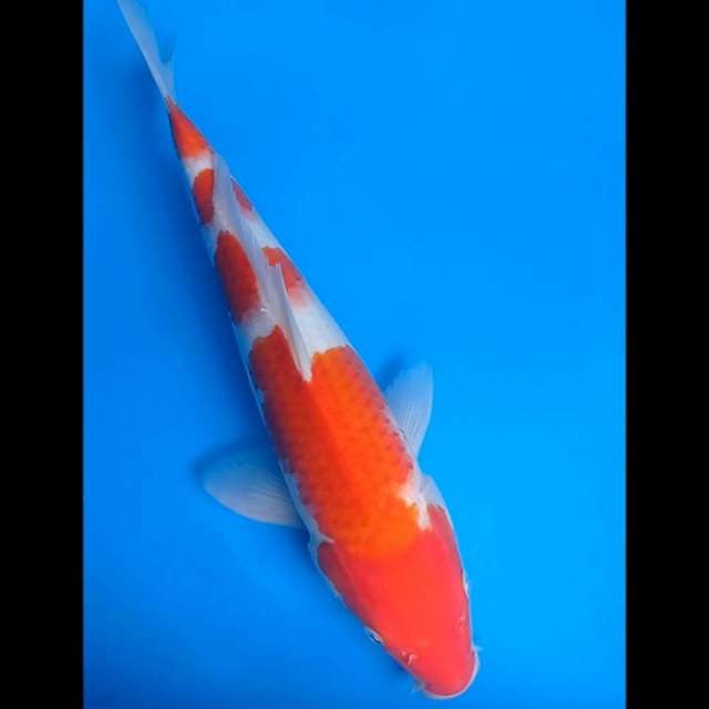 Kohaku