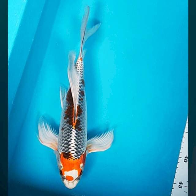 Kumpay beniginga 33cm male