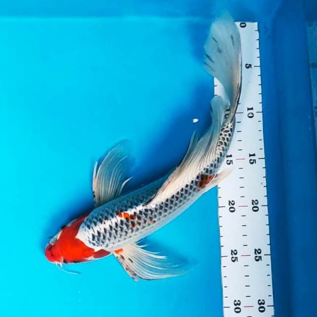 Kumpay red kujaku 34cm male