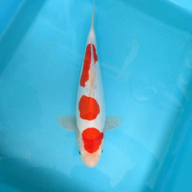 HANA 15 - KOHAKU DOITSU 3 STEPS,-