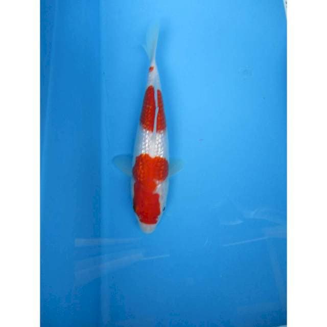Kohaku gindrin