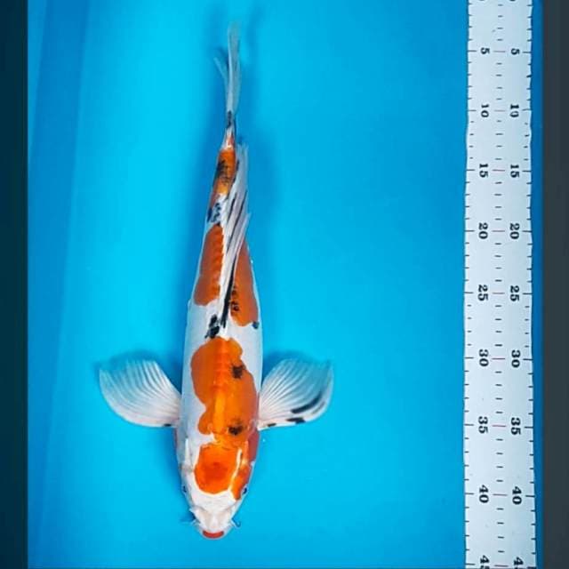 Kumpay doitsu sanke 38cm