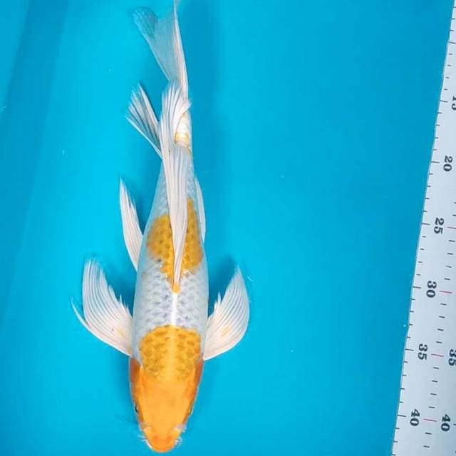 Kumpay hariwake jos 35cm male