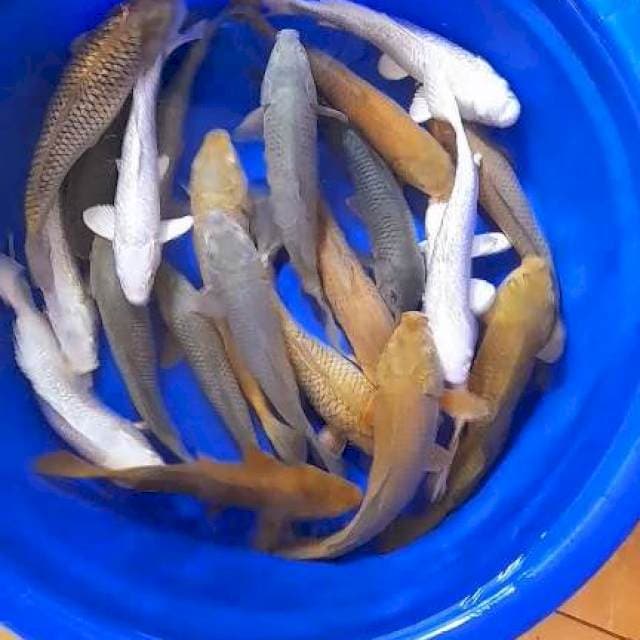 Mix polosan 20 ekor 30 35 cm