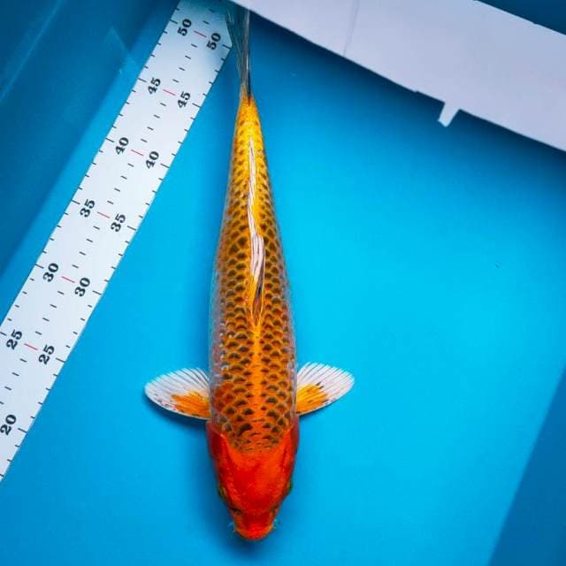 Aka matsuba 35cm