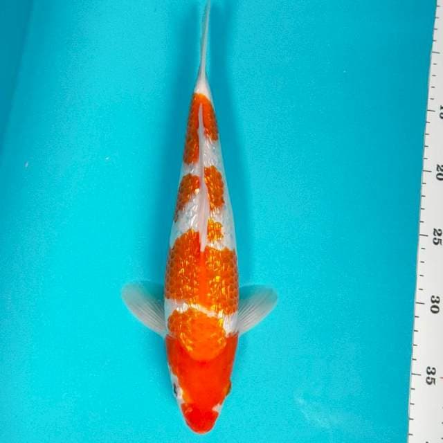 Kohaku ginrin strong 30cm male