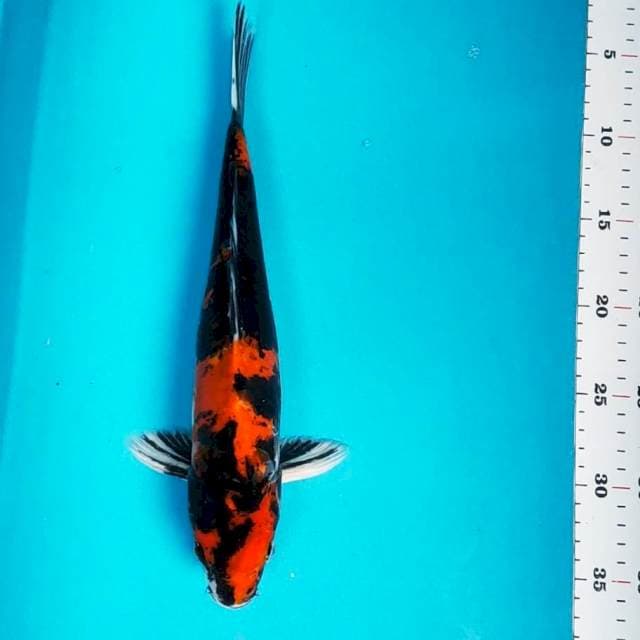 Showa doitsu hikari 32cm male
