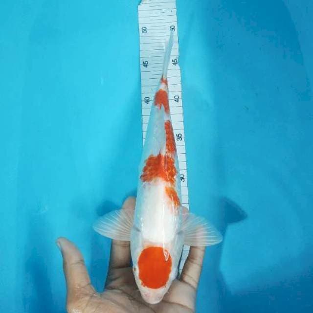 MARUTEN KOHAKU GINDRIN  31 MALE 