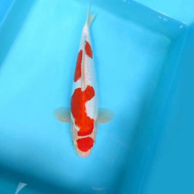 HANA 17 - MARUTEN KOHAKU DOITSU,-