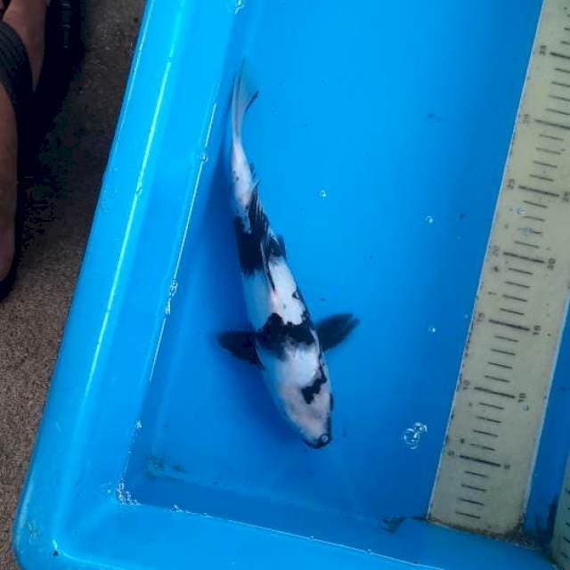 Shiro 28cm