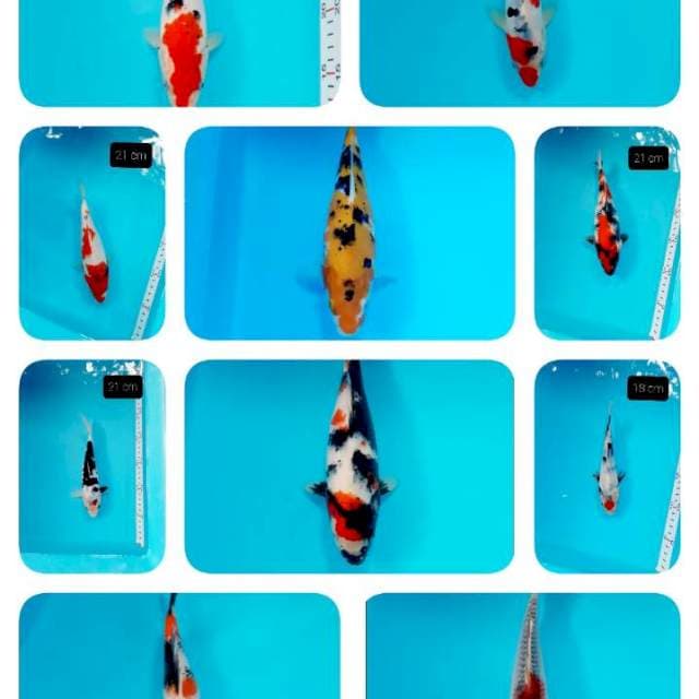 Paket 10 ekor 16-21 cm