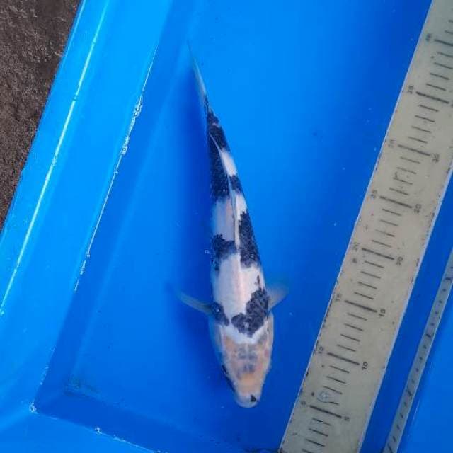 Shiro tategoi 32cm