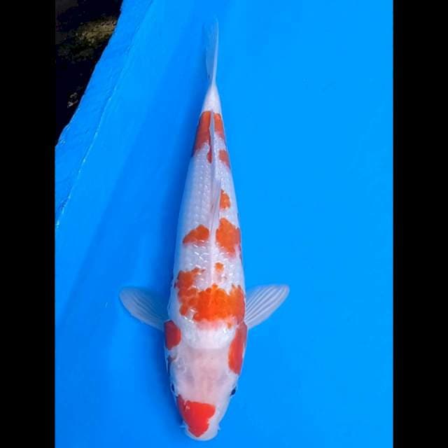 Kohaku ginrin 38