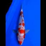 Kohaku ginrin 38