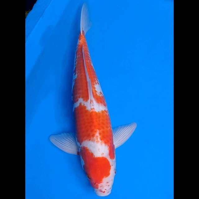 Kohaku 41
