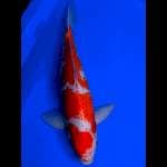 Kohaku 41