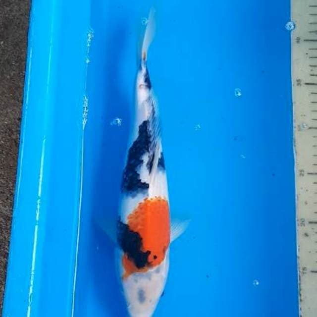 Showa 32cm