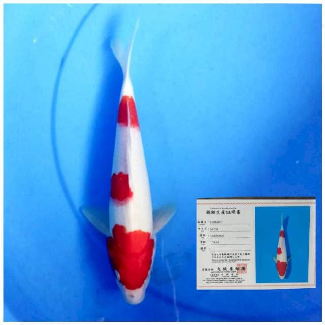 Marusei kohaku