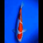Maruten kohaku Doits