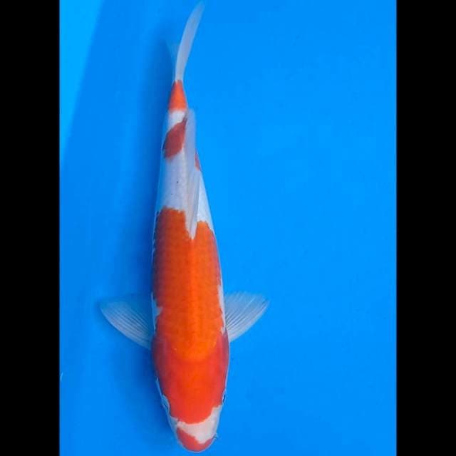 Kohaku