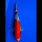 Kohaku