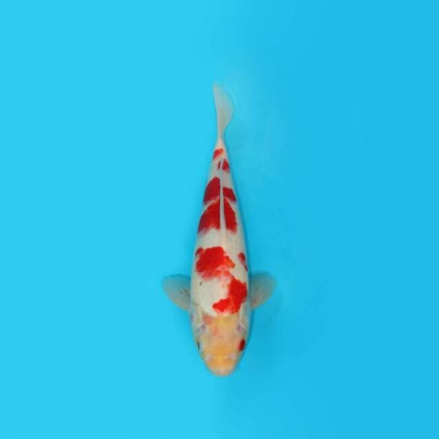 Kohaku 32 Cm