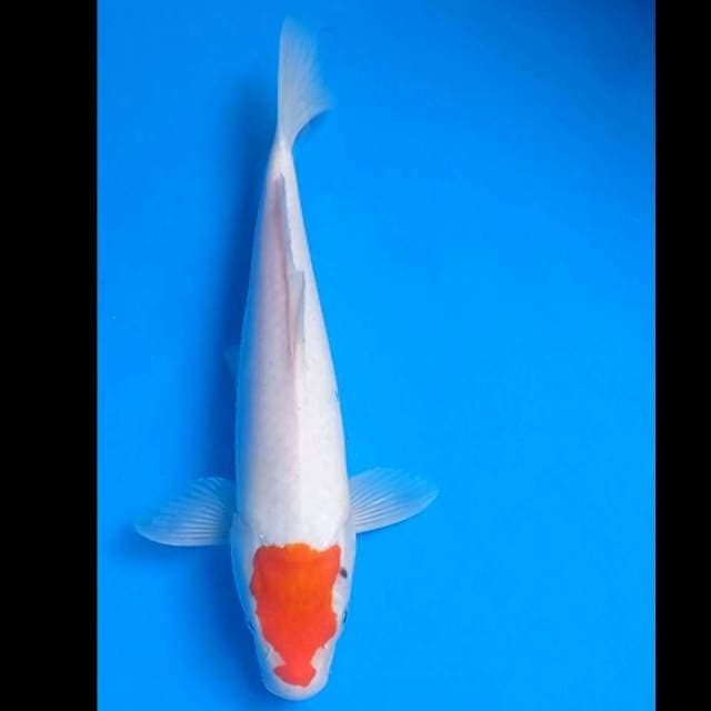 Tancho kohaku Ori