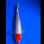 Tancho kohaku Ori