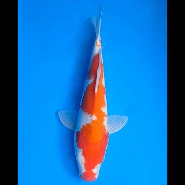 Kohaku 