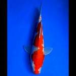 Kohaku 