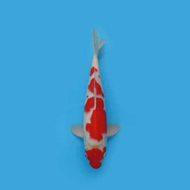 Kohaku Strong Pattern Unique 32 Cm
