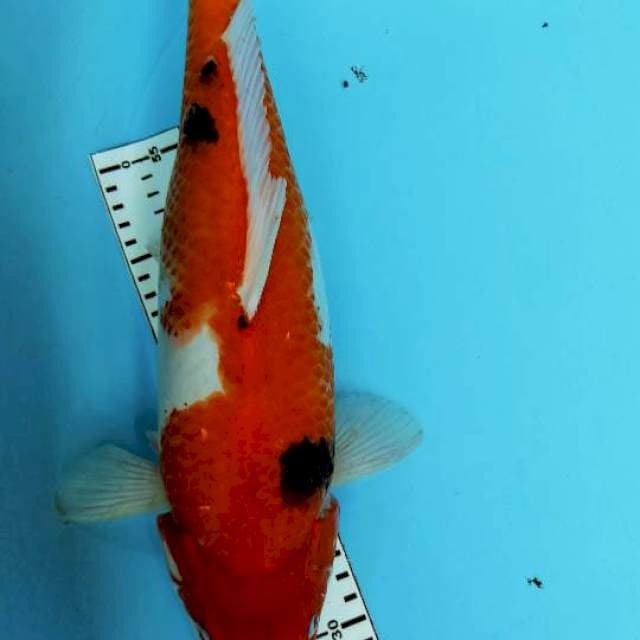 SHOWA 43CM