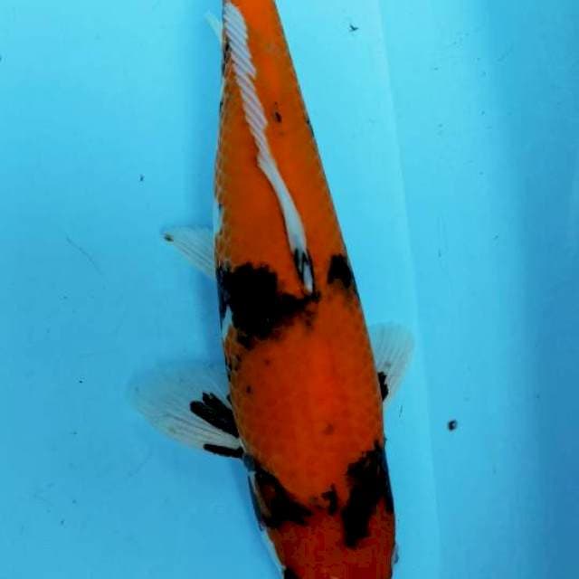 SHOWA 39CM