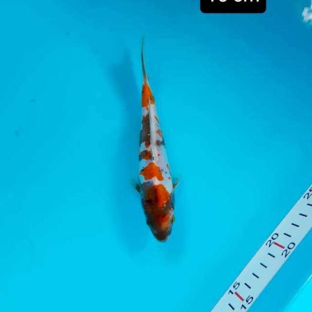 Doitsu 15 cm
