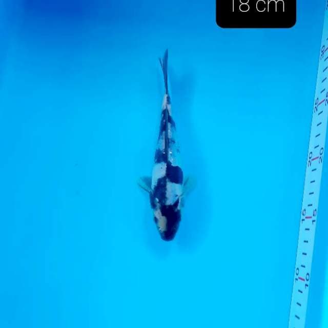 Doitsu shiro 18 cm